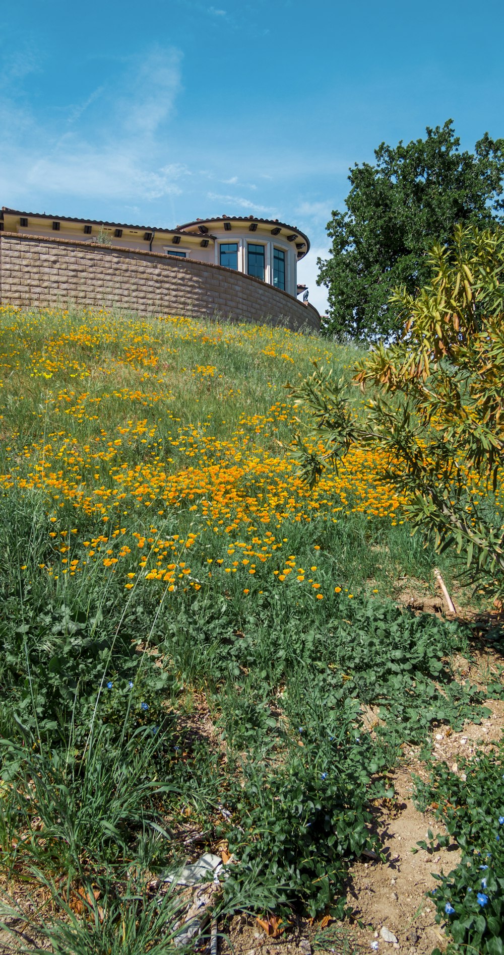 a field of wildflowers and a building on top of a hill