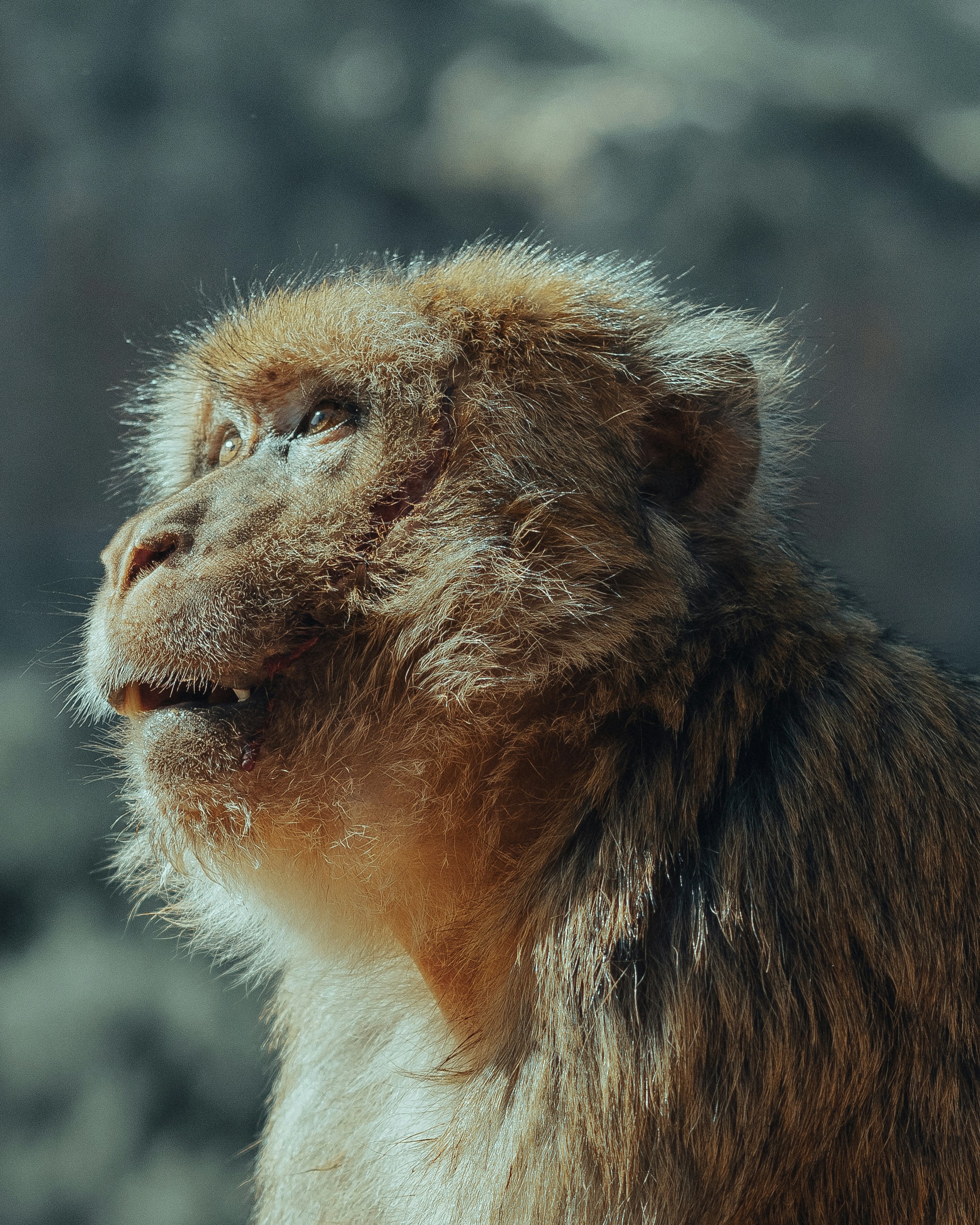 a close up of a monkey with a blurry background