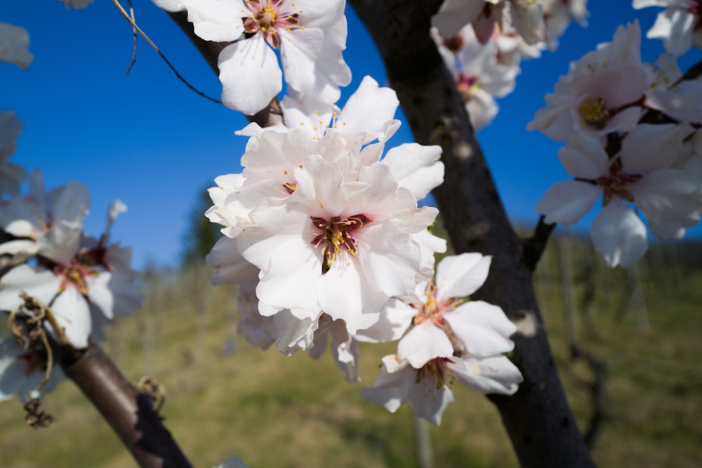 white flowers blooming on a tree with a blue sky in the background