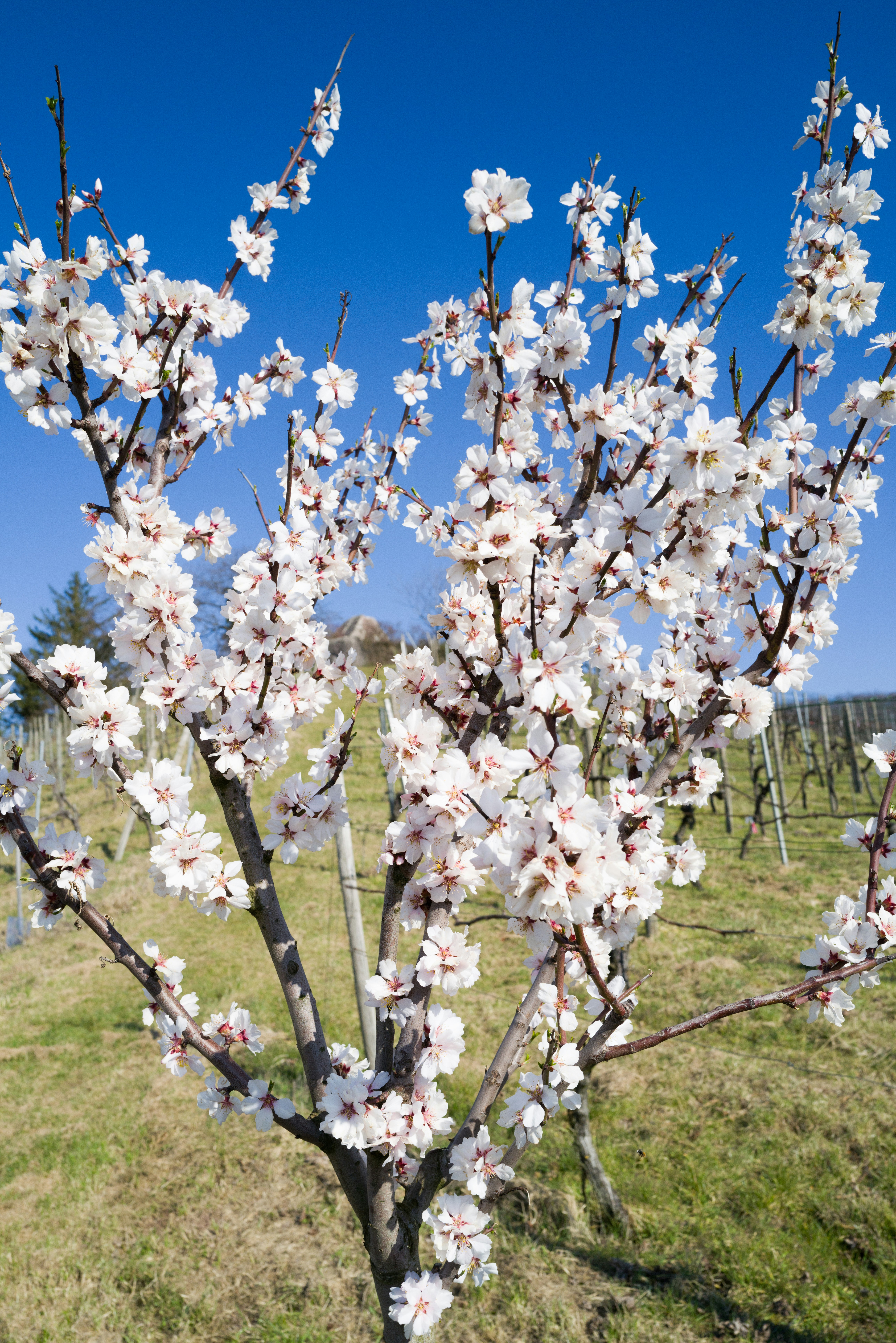 a tree with white flowers in a field