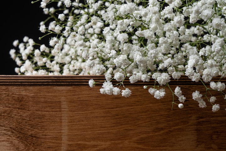 Guide to Growing Baby's Breath