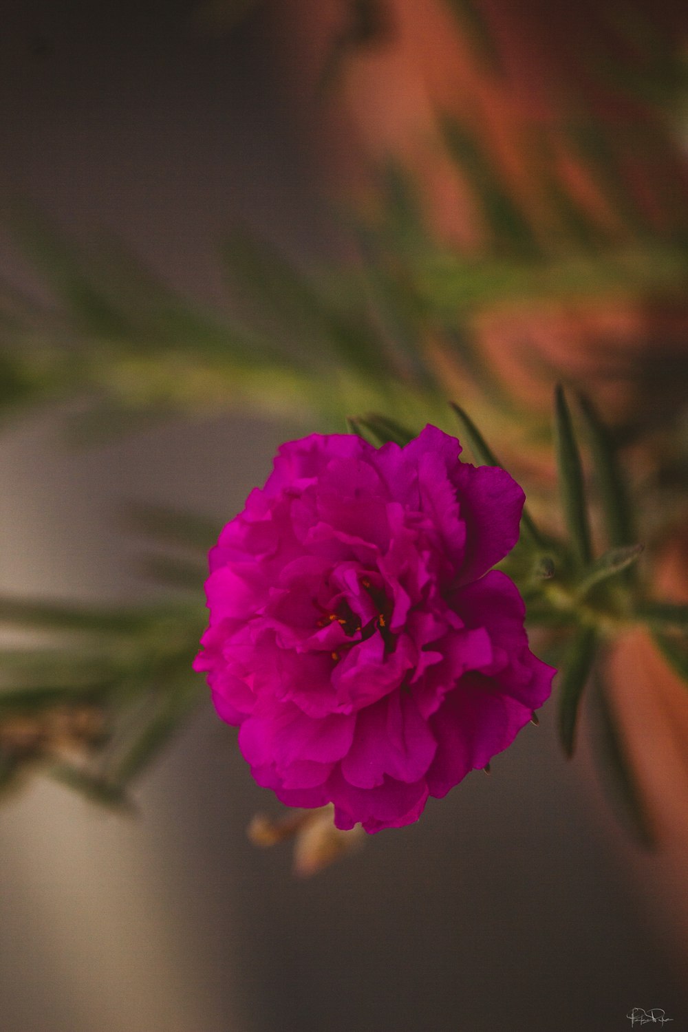 un fiore rosa seduto sopra una pianta verde