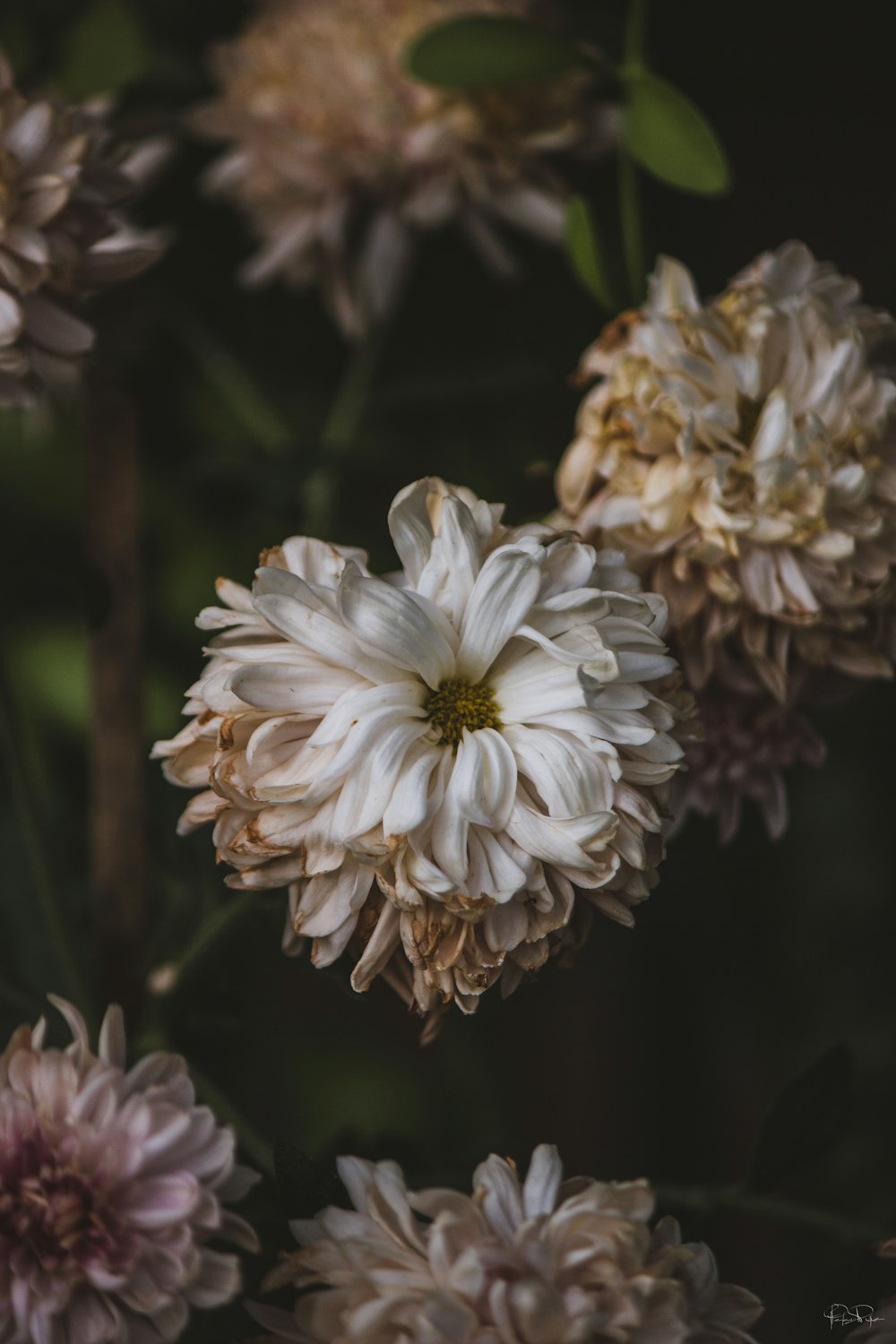 a bunch of white and pink flowers in a vase