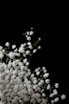 a vase filled with white flowers on top of a table
