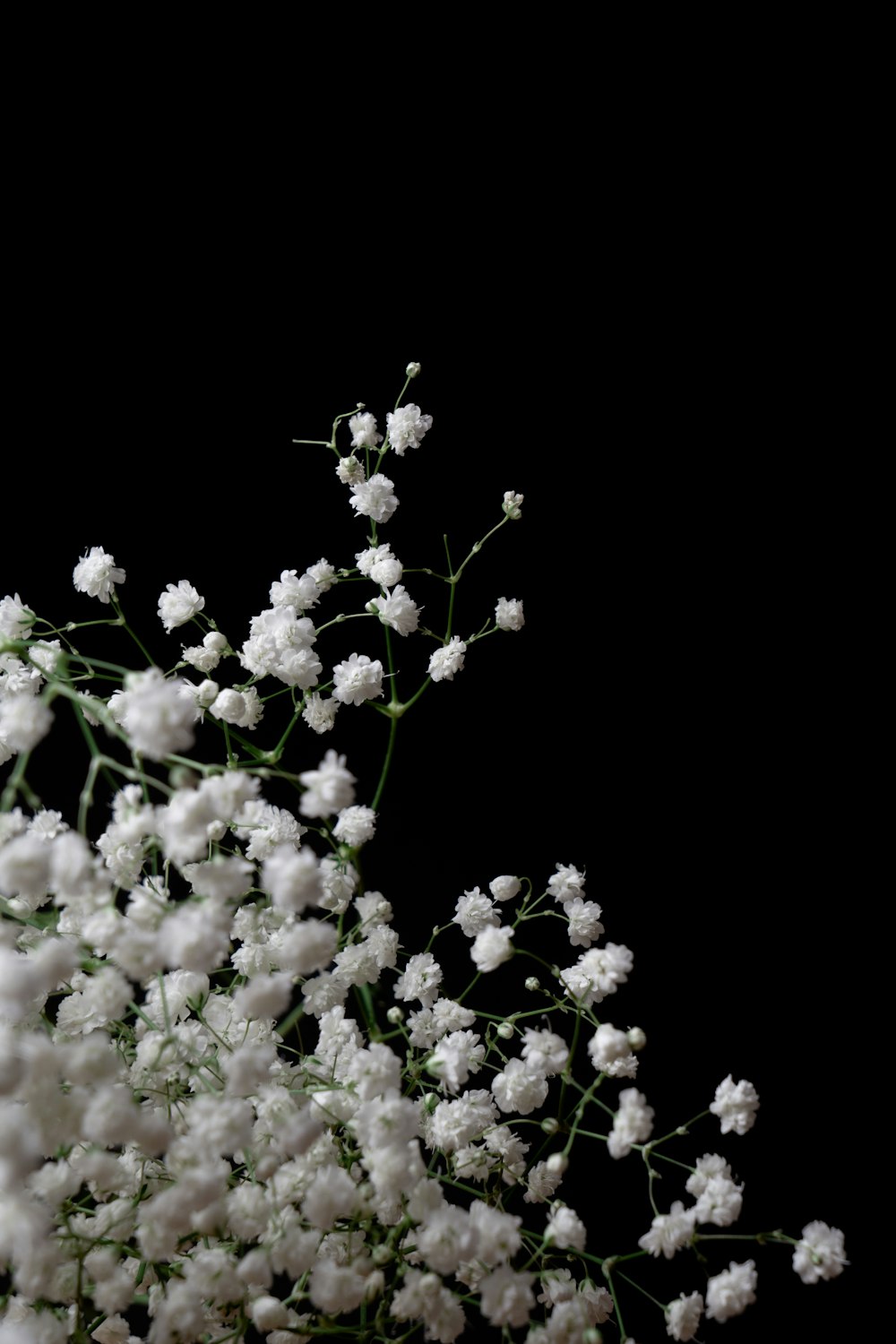 Un jarrón lleno de flores blancas encima de una mesa