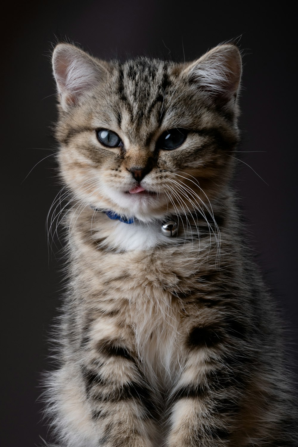 a small kitten with a blue collar sitting down