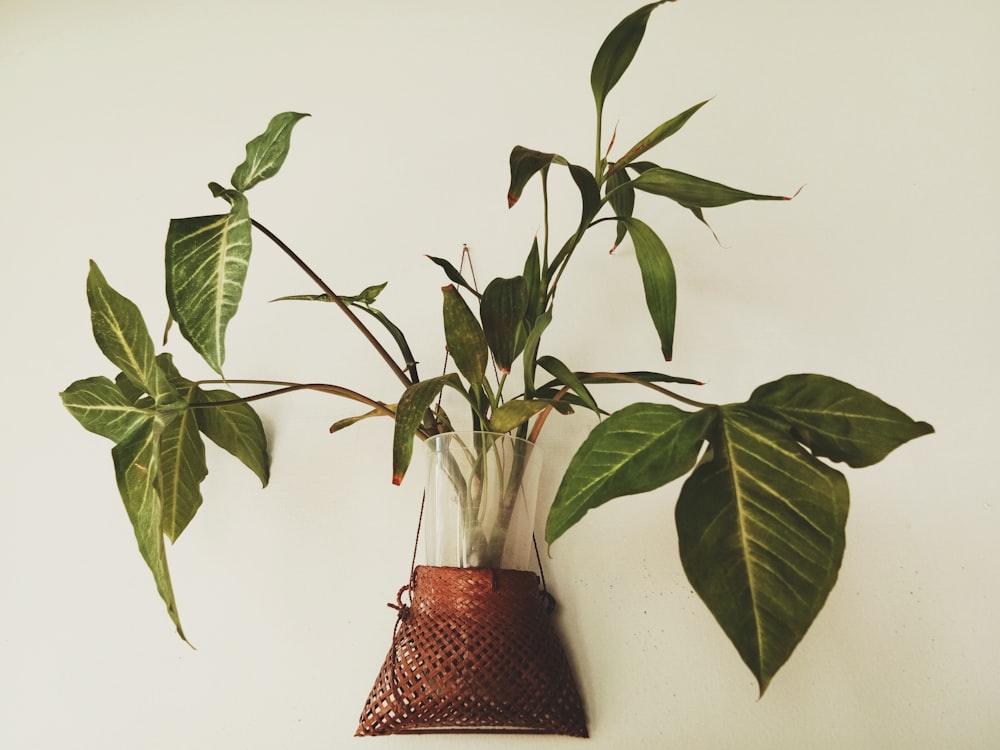 a plant in a vase hanging on a wall