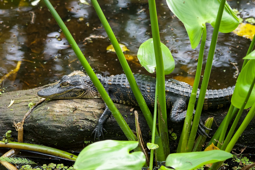 a small alligator is sitting on a log in the water