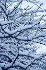 a snow covered tree with a blue sky in the background