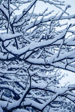 a snow covered tree with a blue sky in the background