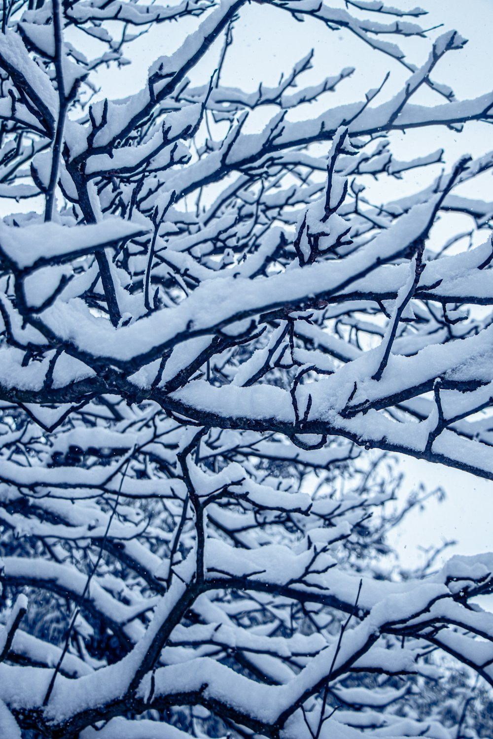 a snow covered tree with a blue sky in the background