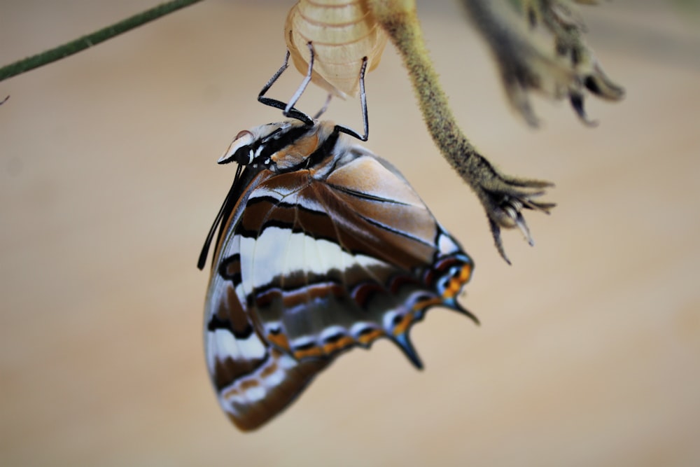 a close up of a butterfly on a plant