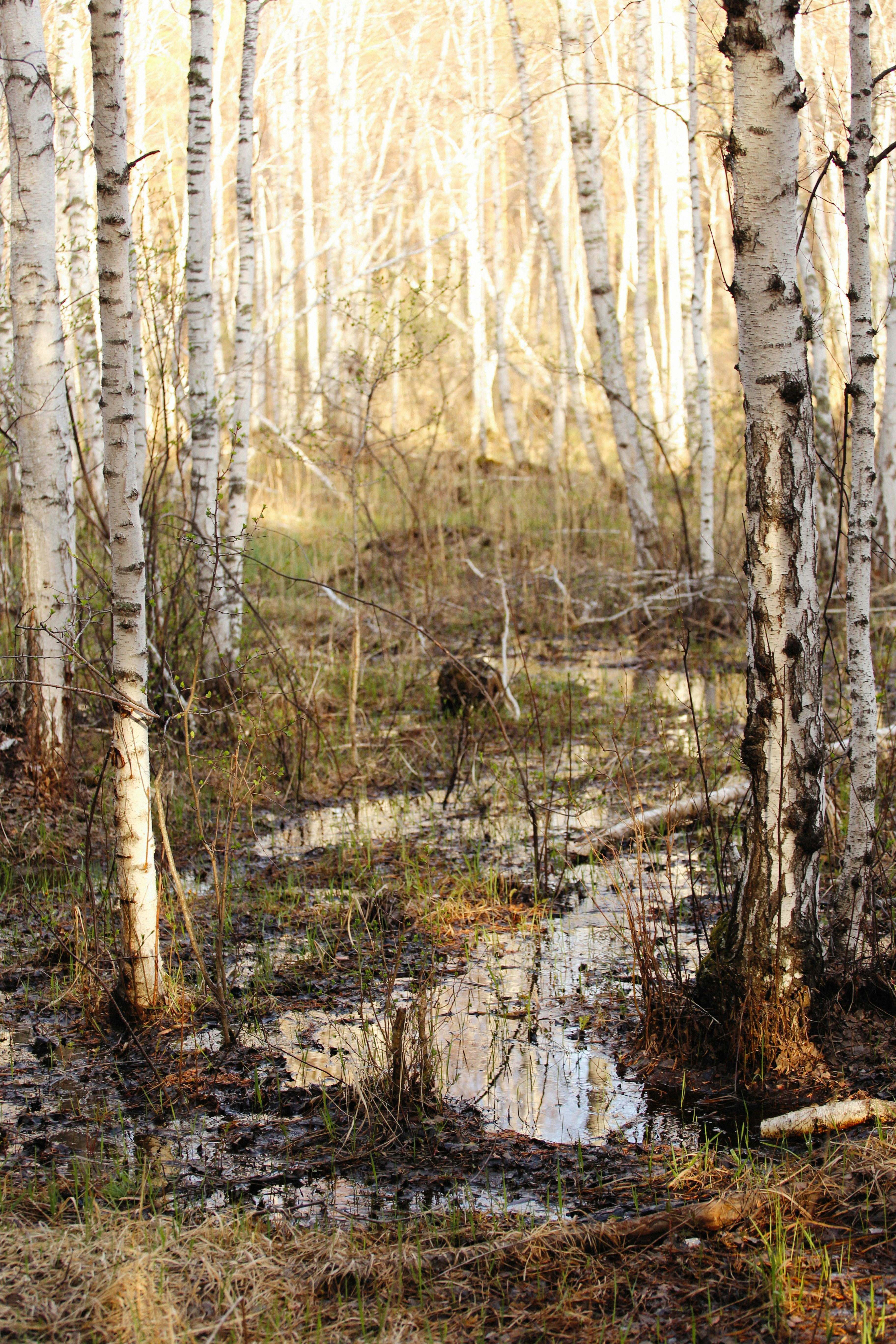 Photo by alexeydemidov