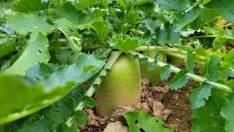 Healthy radishes growing in neat soil beds under protective greenhouse glass.