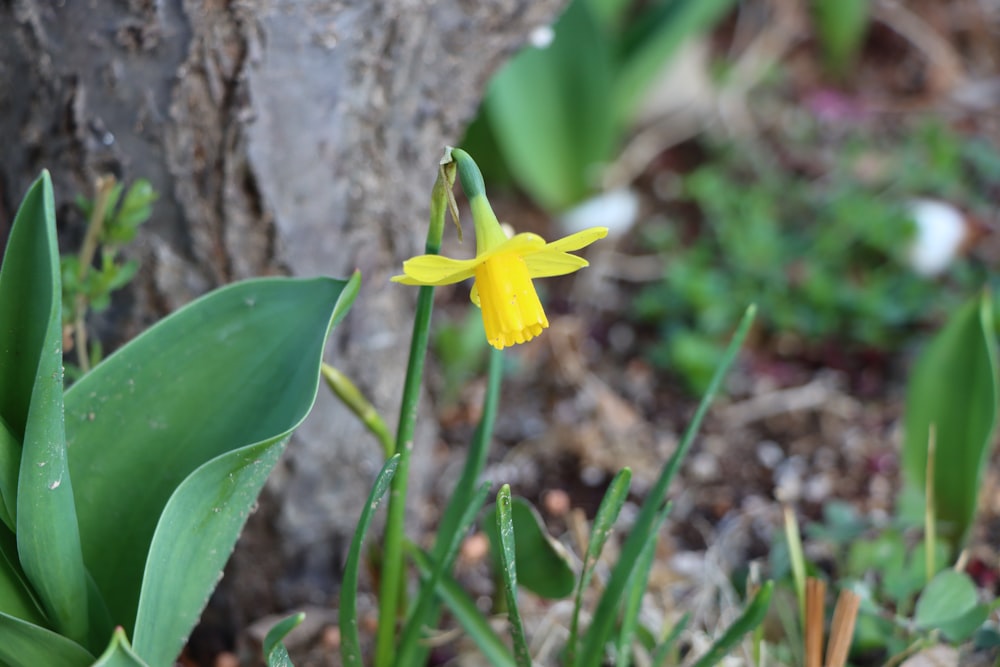a small yellow flower is growing in the grass