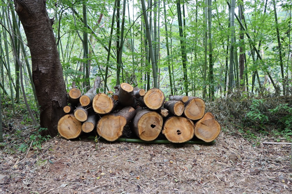 a pile of wood sitting in the middle of a forest