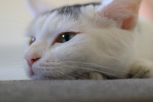 A close-up of a calm cat resting on a soft surface.