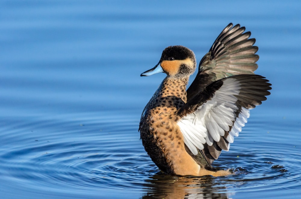 Un pato bate sus alas en el agua