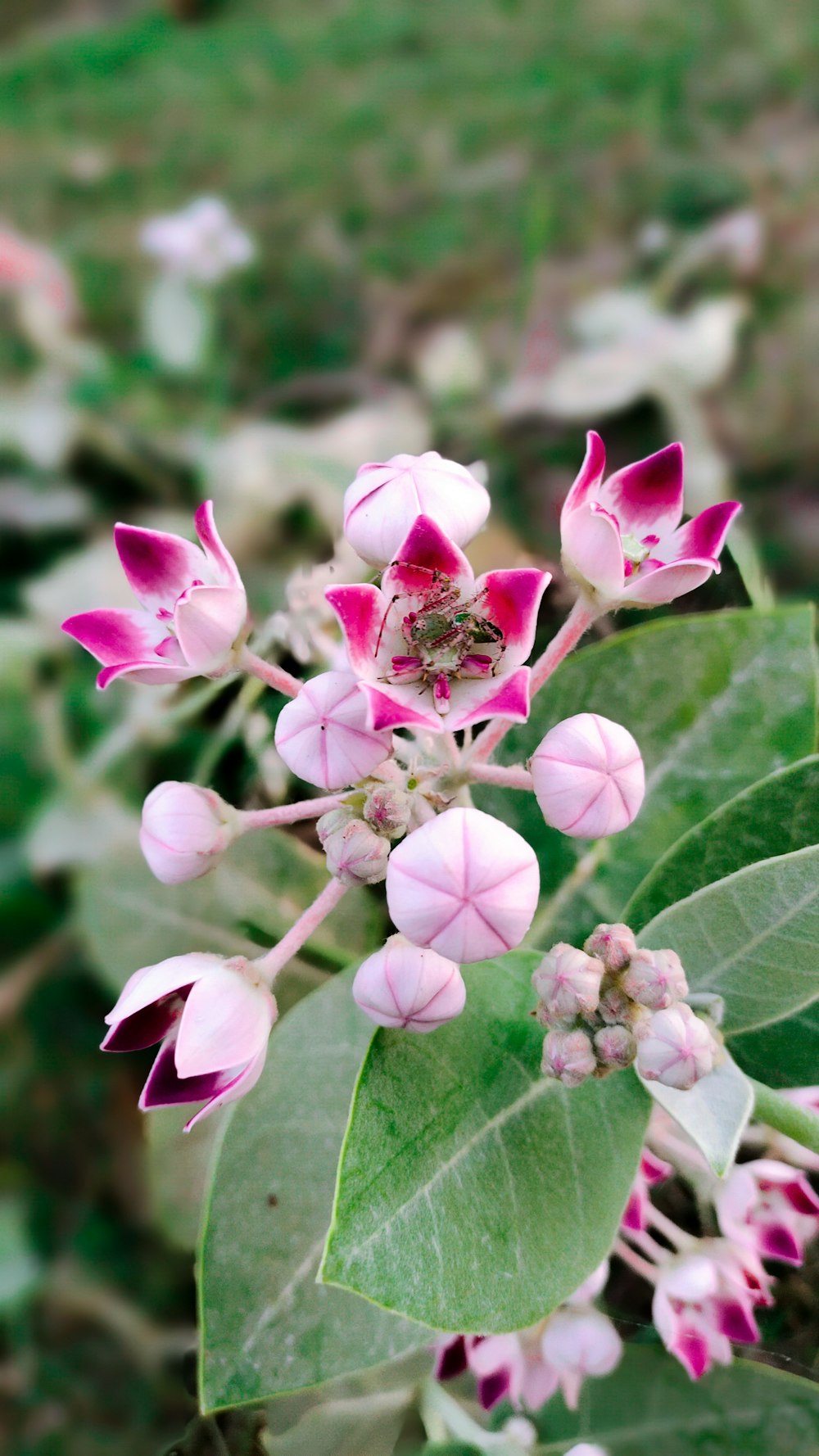 a close up of a flower on a plant