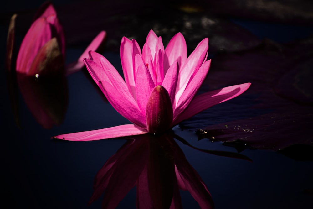 a pink flower sitting on top of a body of water