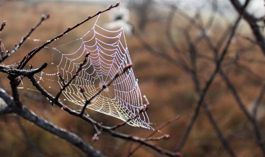 A spider web glistens with dew, intricately woven between the branches of a tree. The background consists of a soft, unfocused blend of browns and greens, suggesting a natural setting like a forest or field.
