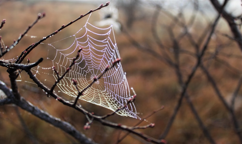 a spider web hanging from a tree branch