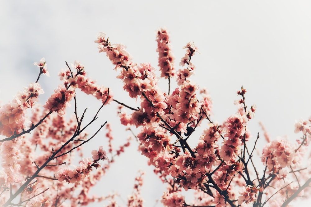 a tree with lots of pink flowers on it