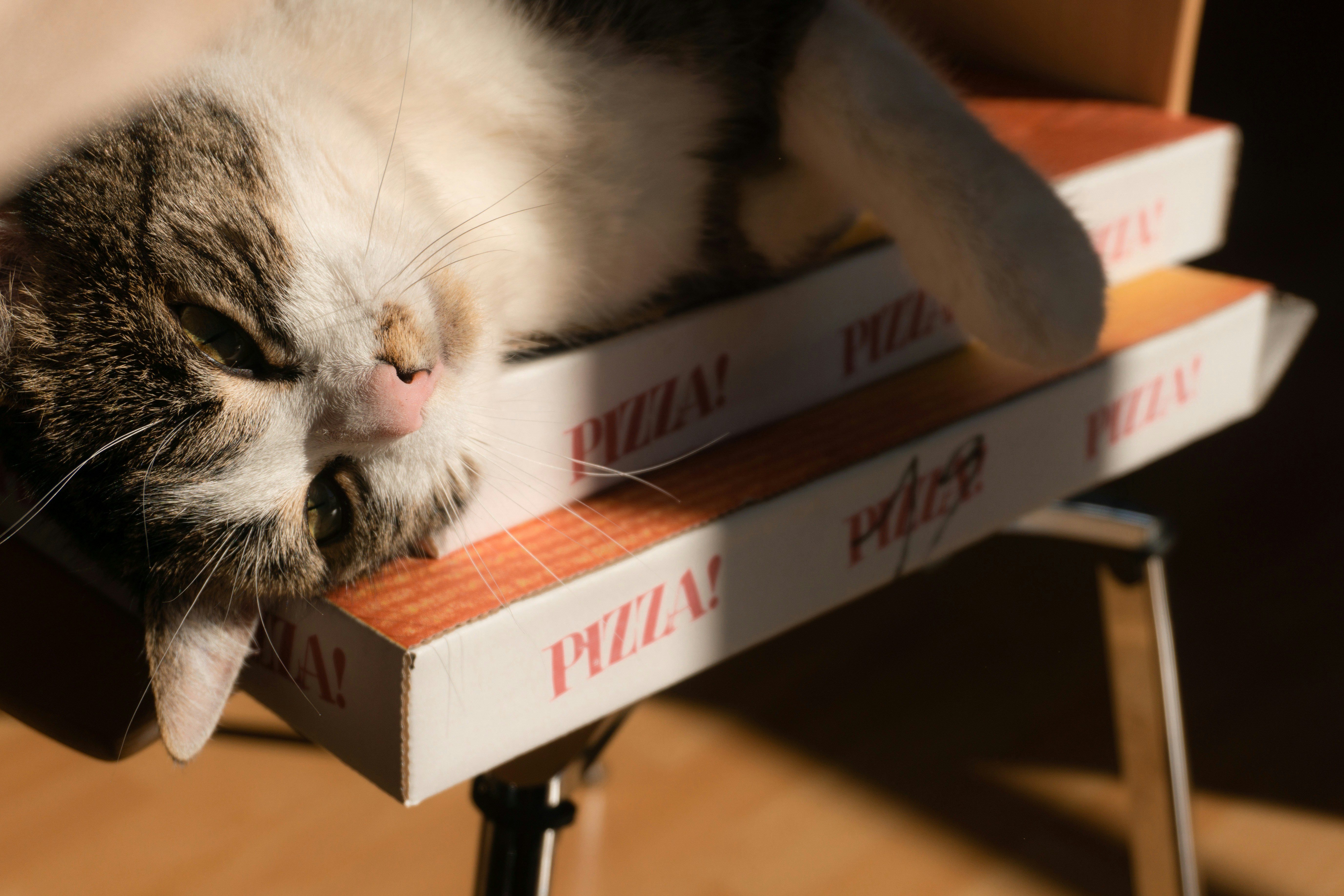 Eine Katze liegt auf zwei Pizzakartons