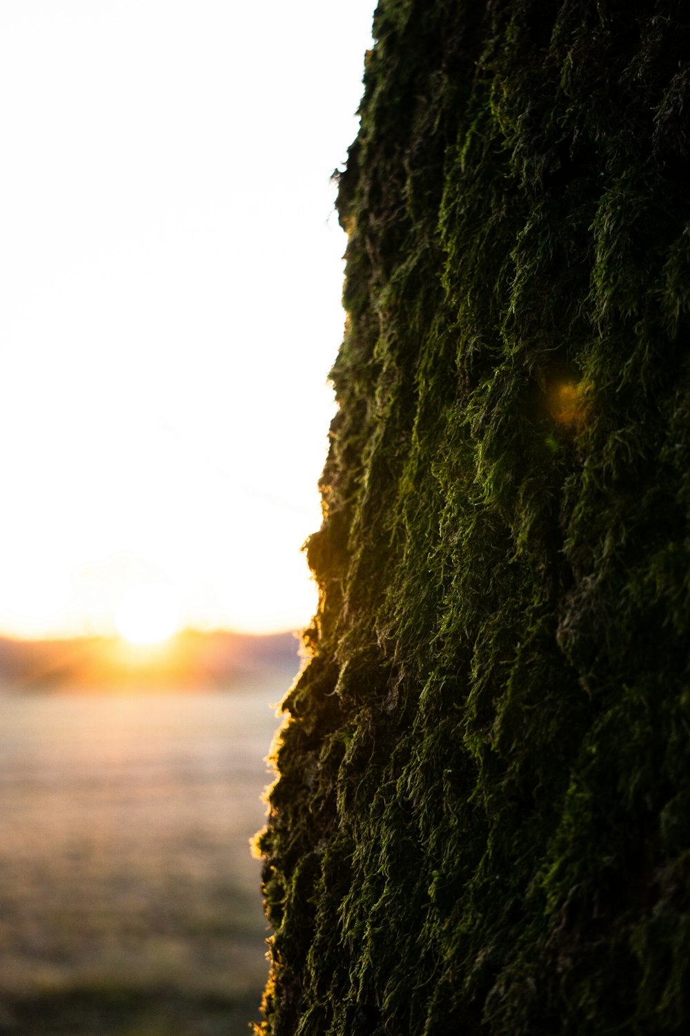 a close up of a moss covered wall