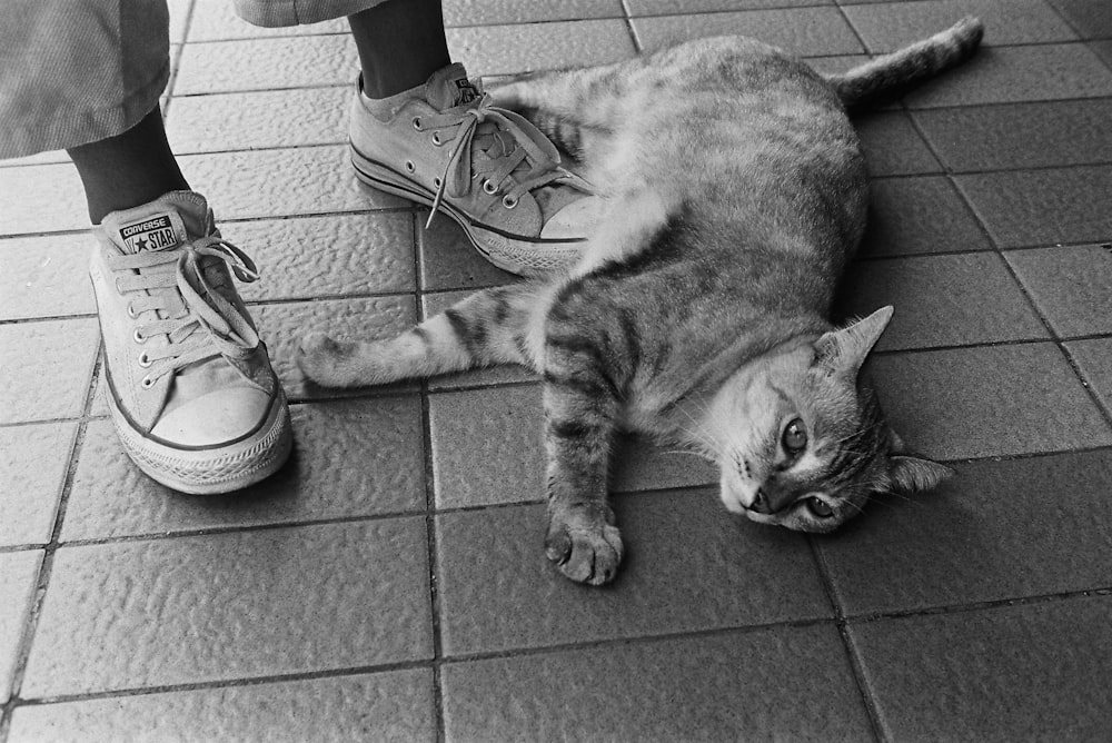 a cat laying on the ground next to a pair of shoes