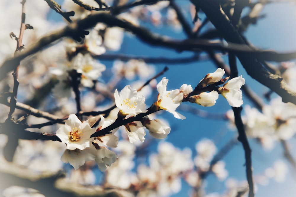 a branch with white flowers against a blue sky