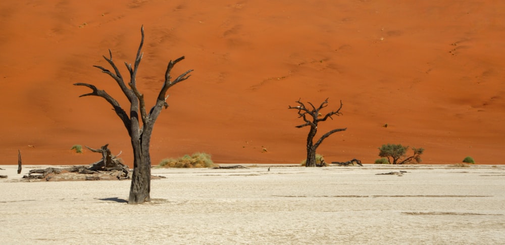 two dead trees in the middle of a desert