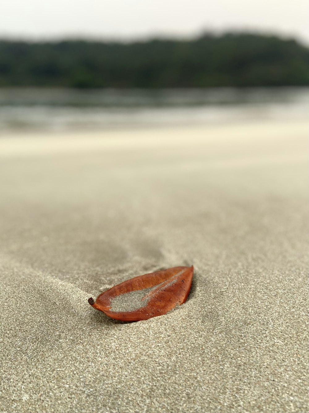 a single leaf laying on a sandy beach