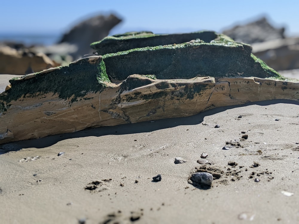 a piece of driftwood on a sandy beach