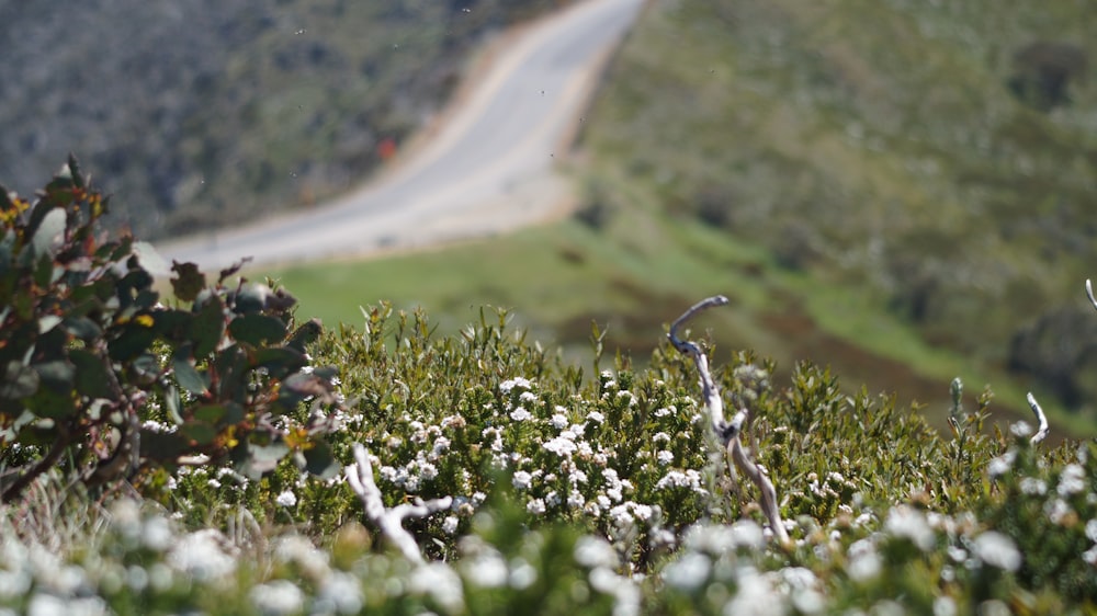 uma estrada descendo uma colina ao lado de um campo de flores