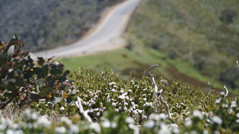 a road going down a hill next to a field of flowers