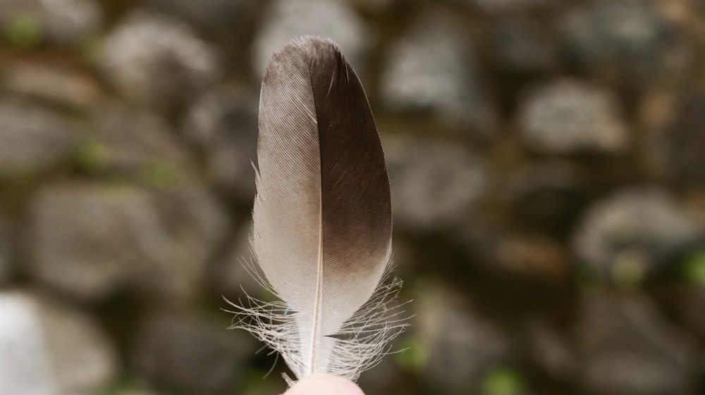 a person holding a feather in their hand