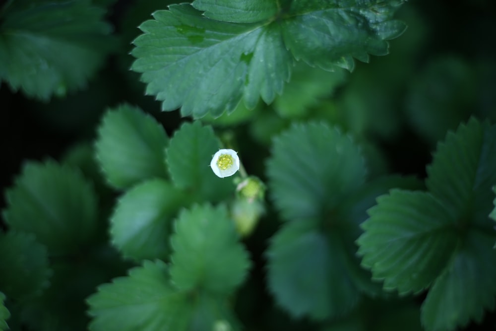 a small white flower surrounded by green leaves