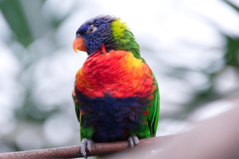 a colorful bird sitting on top of a tree branch