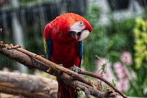A vibrant scarlet macaw perches on a branch amidst a lush background. Its feathers display striking colors of red, blue, and yellow, while it holds onto the branch with its claws. The background features soft-focus greenery and blurred pink flowers, adding to the natural setting.