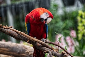 A vibrant scarlet macaw perches on a branch amidst a lush background. Its feathers display striking colors of red, blue, and yellow, while it holds onto the branch with its claws. The background features soft-focus greenery and blurred pink flowers, adding to the natural setting.