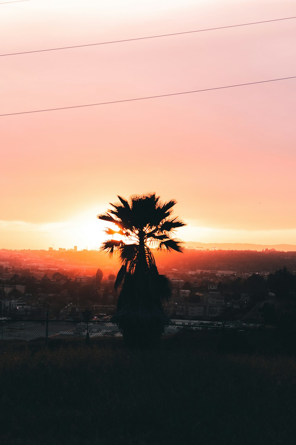 the sun is setting behind a palm tree