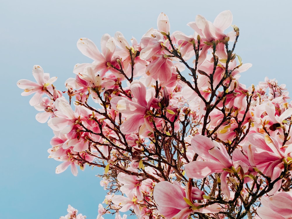 a tree with pink flowers in front of a blue sky