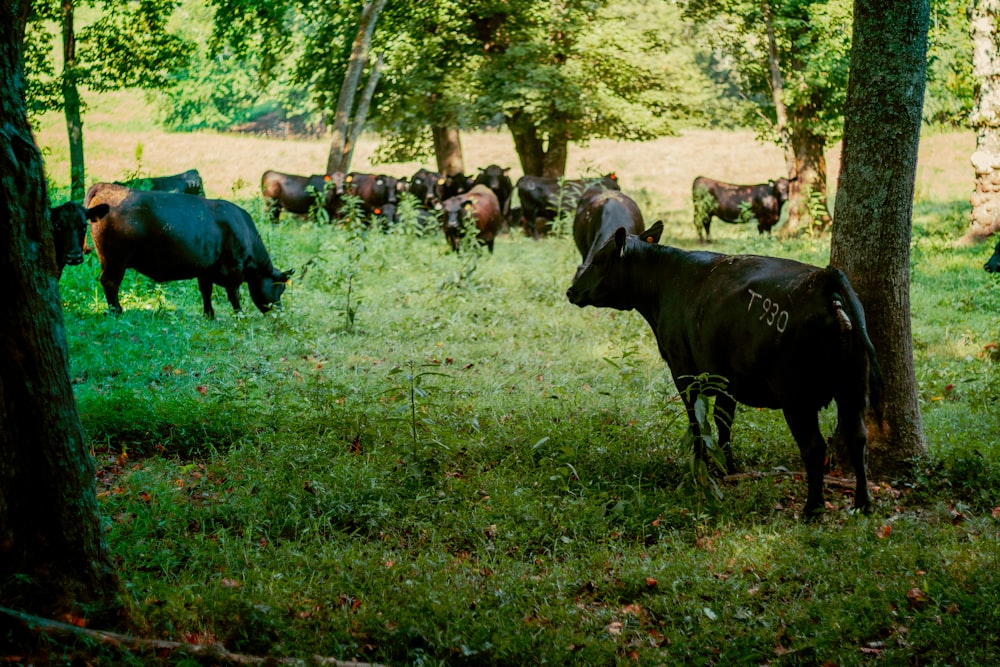 a herd of cattle grazing on a lush green field