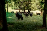 A group of cows is gathered in a lush, green forest clearing. The cows are grazing among tall trees and dense foliage, with dappled sunlight filtering through the leaves. The scene is tranquil and enveloped in a rich natural ambiance.
