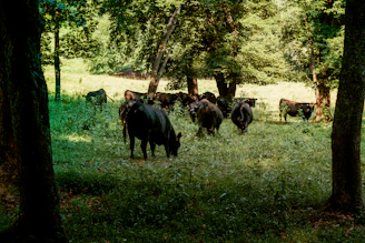 Volunteers feeding cows gently in the lush green goshala at Tadasa Ashrama.