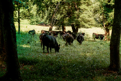 Volunteers feeding cows gently in the lush green goshala at Tadasa Ashrama.
