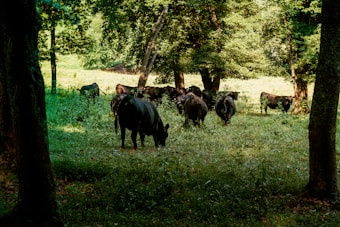 A group of cows is gathered in a lush, green forest clearing. The cows are grazing among tall trees and dense foliage, with dappled sunlight filtering through the leaves. The scene is tranquil and enveloped in a rich natural ambiance.