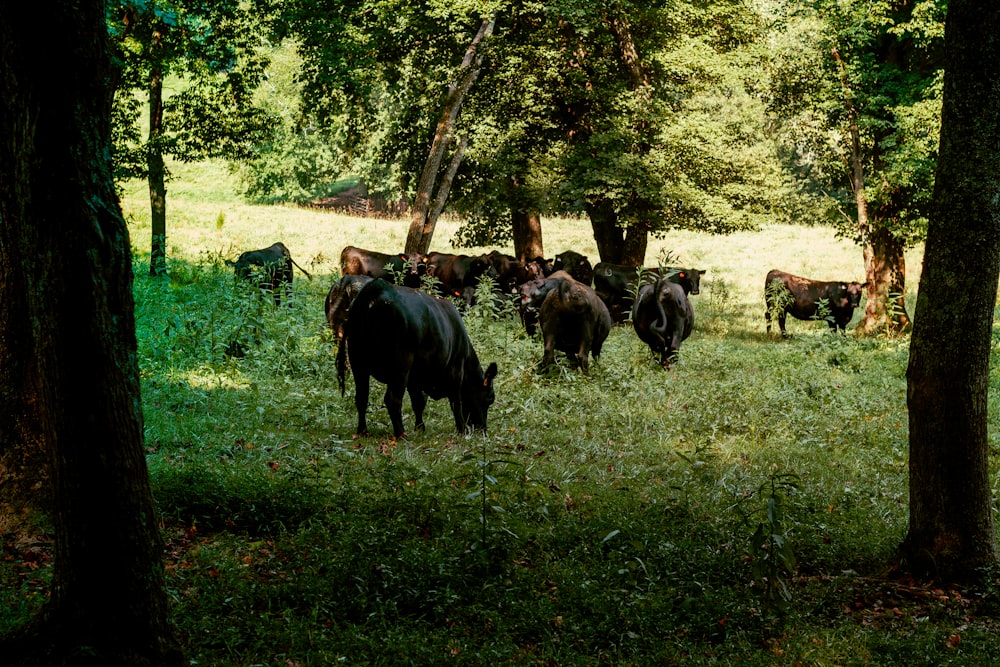 a herd of cattle grazing on a lush green field