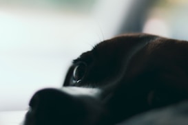 A close-up image of a dog's eye, featuring part of its muzzle and fur. The image is softly lit with a gentle focus that blurs the background, creating a serene and intimate feel.